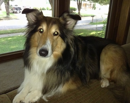 The left side of a black with brown and white Shetland Sheepdog that is laying across the back of a couch, its head is tilted to the right and it is looking forward. There is a window behind it. It has a long muzzle.