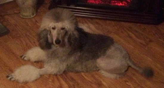 The left side of a grey with white Standard Poodle dog laying across a hardwood floor looking up and forward. The dog has a shaved back end and longer hair on its head, ears, and front end and paws. Its muzzle is shaved.