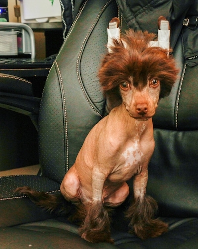 Sisko the brown Chinese Crested Puppy is sitting in a  black leather computer chair. Its ears are taped up