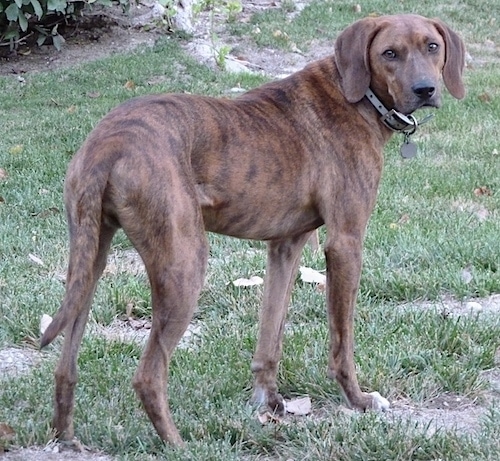 The back of a brown brindle with white Plott Hound that is standing in grass looking back at the camera.