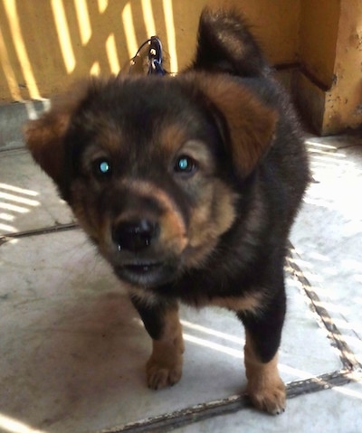 Close up front view - A thick coated, black and brown Tibetan Mastiff puppy standing on a concrete surface looking up and forward.