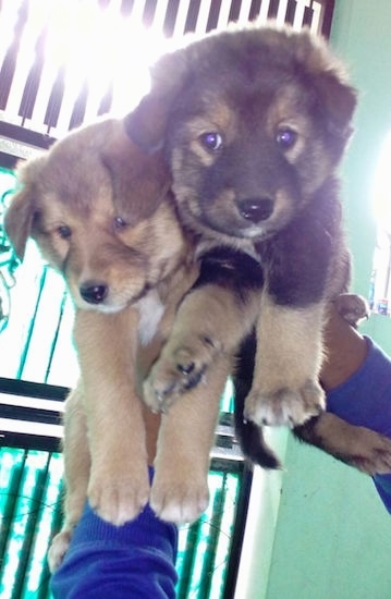 Two fluffy, thick, Tibetan Mastiff puppies are being held in the air by a person in a blue jacket.