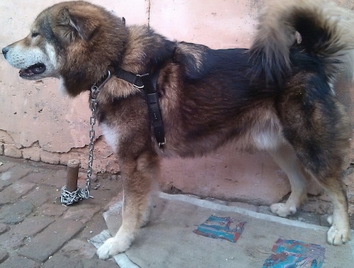 Left Profile - A large breed, thick coated, black, brown and white Tibetan Mastiff that is standing across a sidewalk. The dog