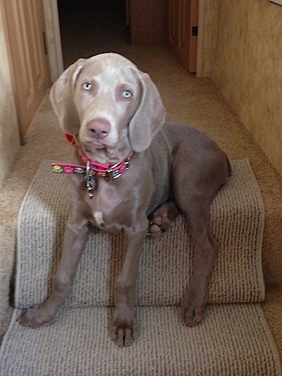 A light silver Weimaraner puppy is sitting on a top step, its head is slightly tilted to the right and it is looking forward. The dog