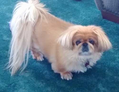 Top down view of a tan with white Pekingese dog standing on a bright blue carpet looking up. It has longer hair on its ears and tail.