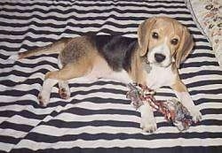 Earl the Beagle puppy laying on a bed with a rope toy