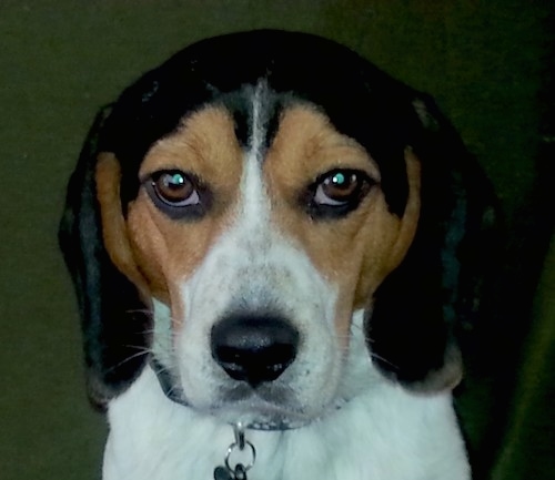 Front view head shot of a tricolor black, tan and white Beagle dog with a black nose and almond shaped brown eyes. The dog