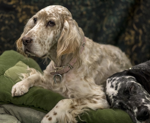 A large breed dog with white with tan spots all over it laying down on a green pillow next to a white and black dog that is sleeping. The dogs have long boxy looking snouts with drop ears that hang down to the sides with longer feathery hair on them.