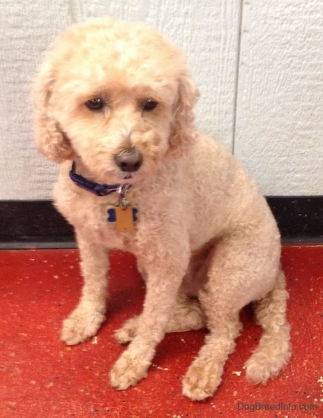 A small curly-coated tan dog wearing a black collar sitting on a red floor against a white wall that has a black plastic trim.