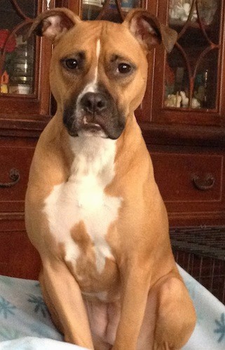 A fawn, muscular dog with a white chest and blacK muzzle, rose ears and dark eyes sitting down on a dog bed in front of a wooden hutch