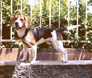 Leo the Beagle standing on a stone wall in front of a fence
