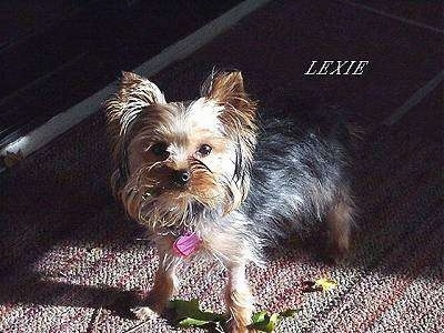 The front left side of a black with brown Yorkshire Terrier that is standing across a rug. It is looking up and there are leaves under it. Above it is the word - LEXIE