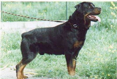 Right Profile - A black and tan Rottweiler is standing in grass, it is looking to the right and it is panting. The dog