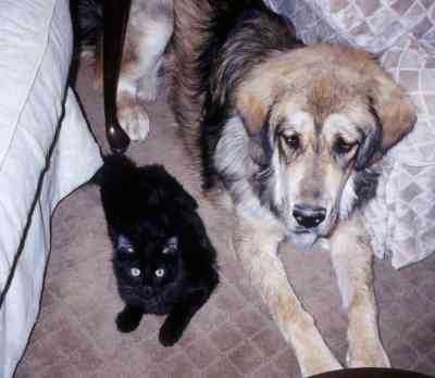 Topdown view of a black and tan with gray Tibetan Mastiff that is laying across a rug OT the left of it is a black Cat laying on the rug. The Cat is looking up.