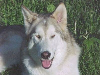 A grey and white Wolf Hybrid is laying in a field, it is looking up, its mouth is open and it looks like it is smiling. It has golden yellow eyes.