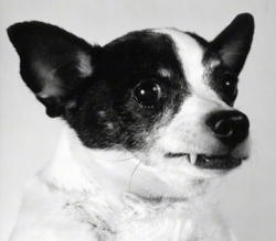 Close up head shot - A black and white photo of a white with black and tan Toy Fox Terrier that is looking to the right. Its ears are set wide apart, it has a round forehead, wide round eyes, small perk ears and its top canine tooth is showing.