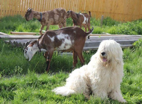 Южнорусская овчарка – мохнатая порода пастушьих собак