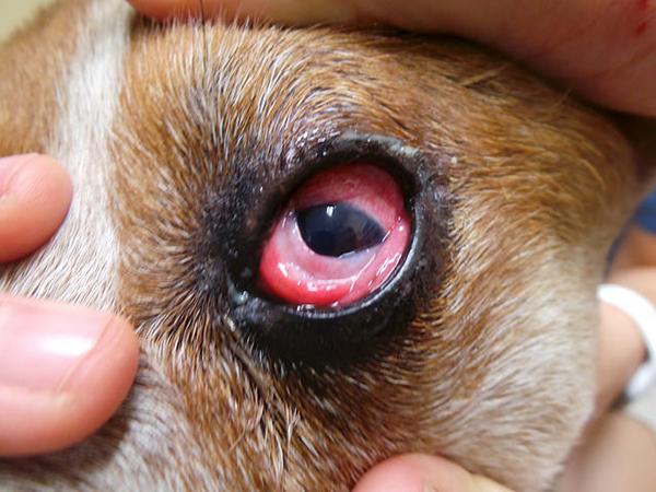 Аллергический конъюнктивит у собаки