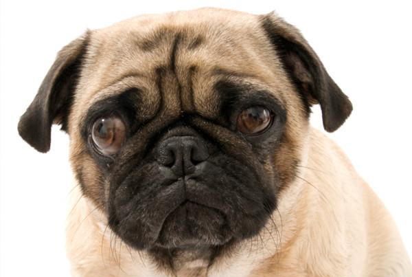 Косоглазие у собаки чаще всего вызвано другим заболеванием