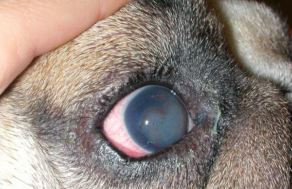 Кератит (заболевание роговицы глаза) у собаки