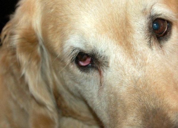 Западение глазного яблока у собак