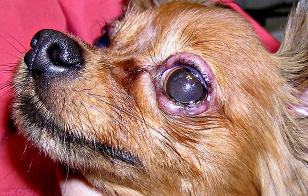 Блефарит у собаки с воспалением