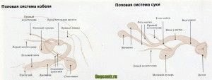 половая система собаки