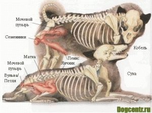 спаривание собак