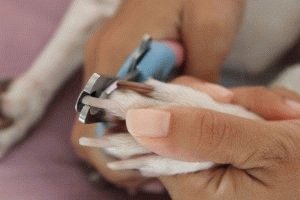Как стричь ногти собаке