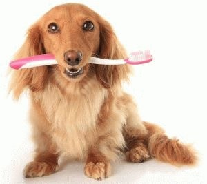 Собака с зубной щеткой
