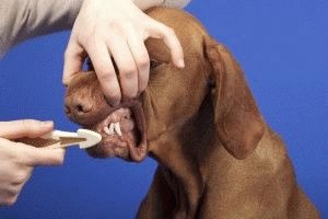 Как чистить зубы собаке
