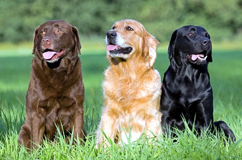 собаки на лужайке