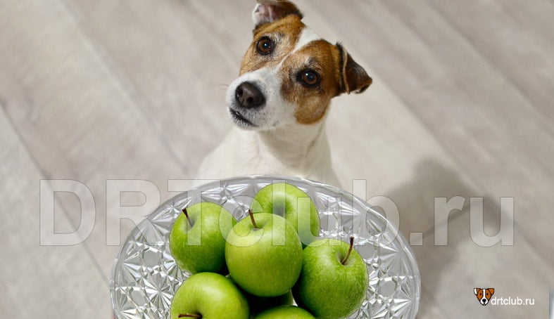 Можно ли зелёные яблоки собакам