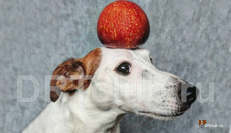 Можно ли собаке яблоки: вопросы и ответы
