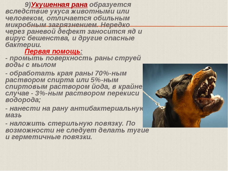 Укусила собака чем обработать рану. Бешенство укушенные раны.