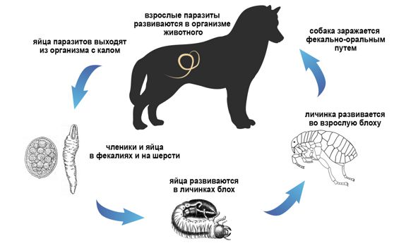 Происходит заражение