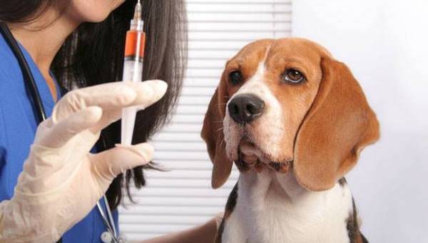 лечение авитаминоза у собак
