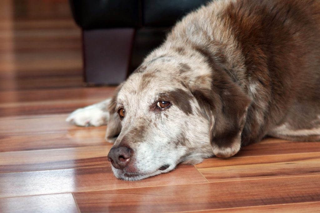 недержание мочи у собаки: причины, лечение