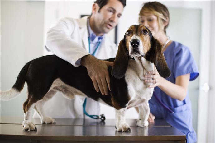 недержание мочи у собаки: причины, лечение, лекарства