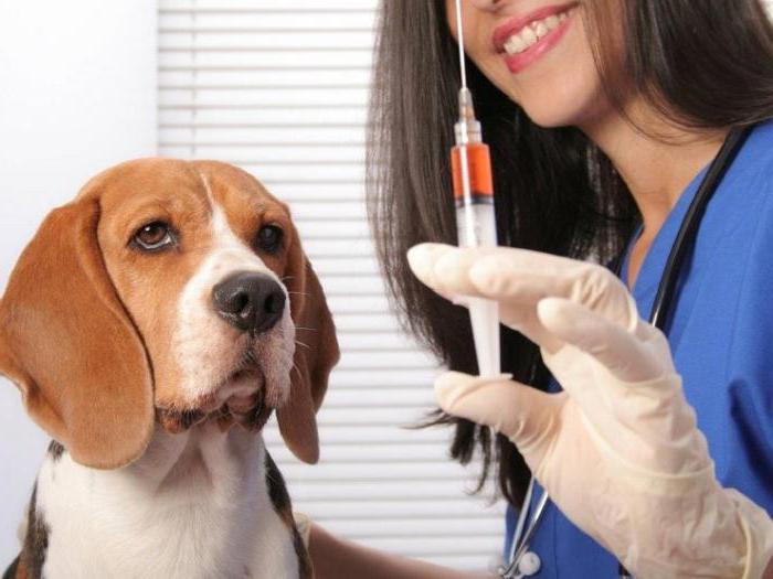 имунофан для собак инструкция по применению
