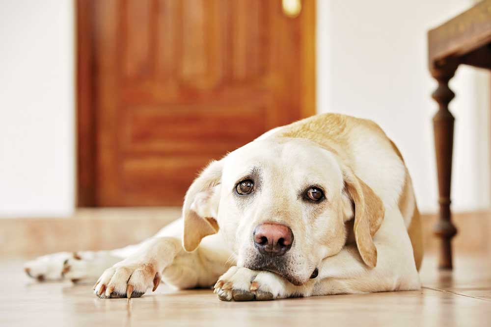 миозит жевательной мускулатуры у собак