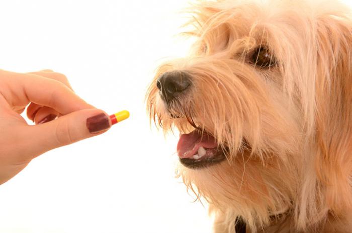 какие антибиотики можно собакам