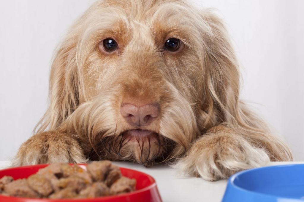 почему у собаки пропал аппетит