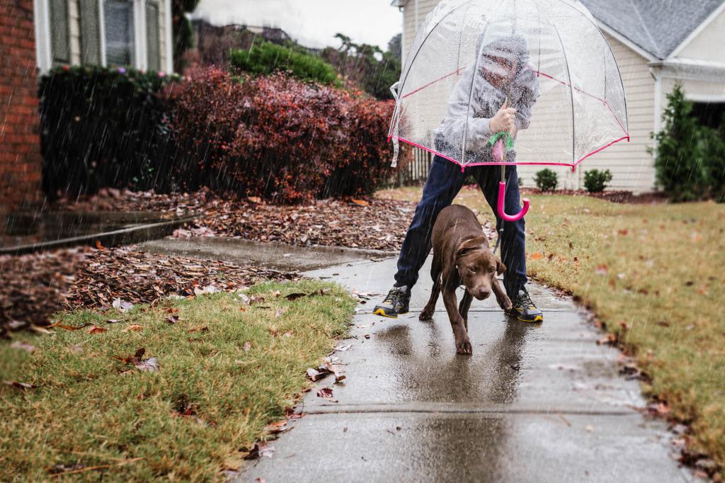 Защита собаки от дождя
