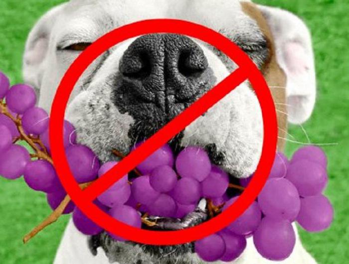 виноград собакам нельзя