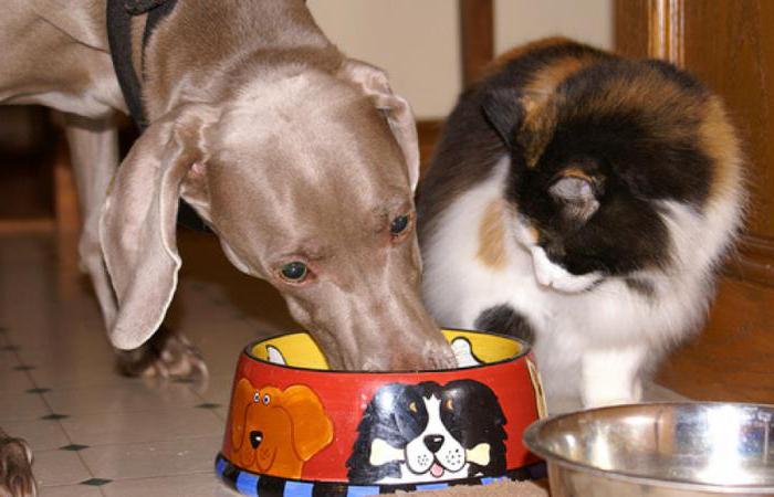 можно ли кормить собаку кормом для котов