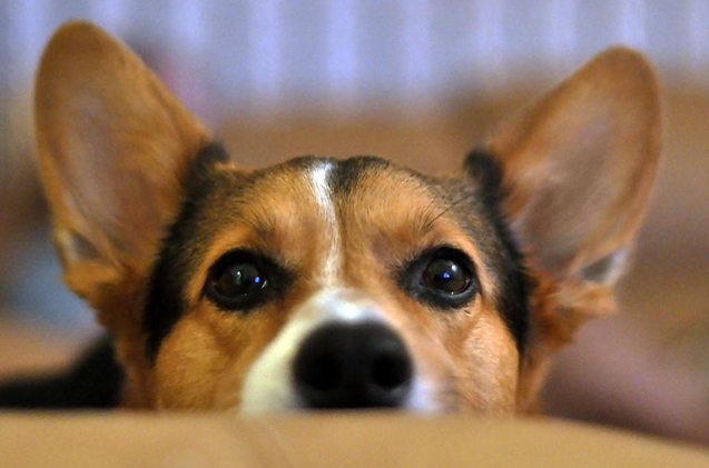 Лечение отодектоза у собак