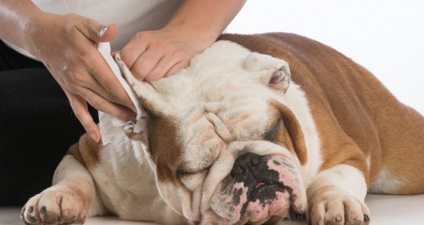 Лечение отодектоза у собак