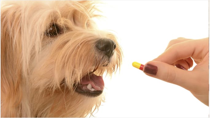 Противозачаточные таблетки для собак после акта