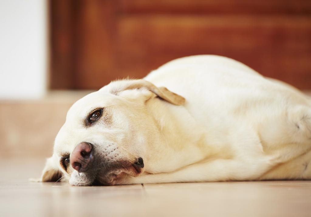 заболевания печени у собак симптомы и лечение